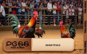 Xem Ngày Tốt Đá Gà